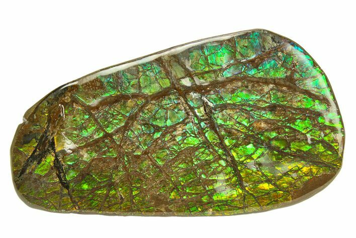 Flashy Ammolite (Fossil Ammonite Shell) - Orange & Green! #293304